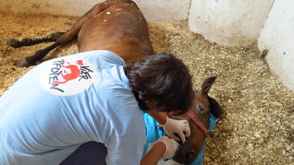 Caii mutilaţi din răzbunare, în satul Drajna de Jos, au fost operaţi de medicii Vier Pfoten