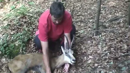 O capră neagră rănită a fost salvată la Buşteni VIDEO