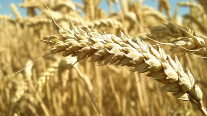 Ministrul Agriculturii: Avem stocuri mari de cereale. Nu vor fi probleme majore legate de consum