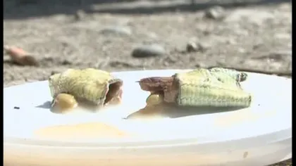 Ciorbă de şopârlă: Două familii au găsit o reptilă ruptă în două în mâncare