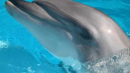 Unui labrador îi place la nebunie să înoate alături de delfini VIDEO