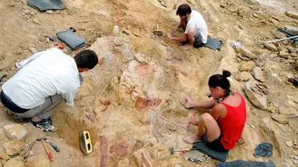 Paleontologii francezi au botezat o fosilă drept 