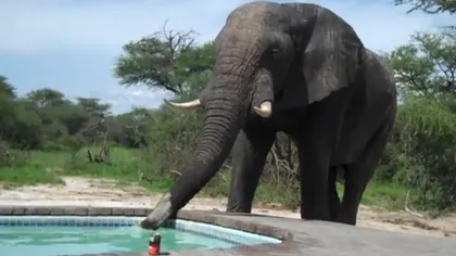 Un elefant pasionat de piscină: Cum a stricat animalul o petrecere VIDEO