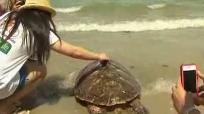 Spectacol pe o plajă thailandeză: Peste 1.000 de ţestoase au fost eliberate în ocean VIDEO