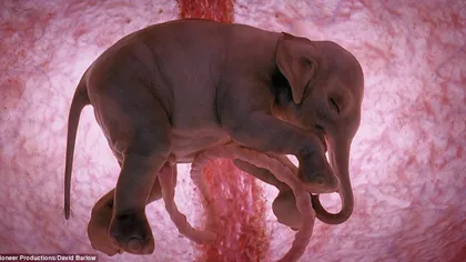 FOTOGRAFII INCREDIBILE: Fetuşi de animale filmaţi în uterul femelelor