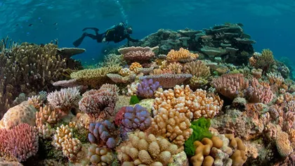 Umbrele de soare pentru corali: Ultima şansă pentru salvarea recifelor din oceane