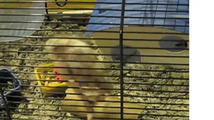Unui hamster nu îi stă nimic în cale... nici măcar o cuşcă închisă VIDEO