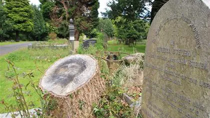Fenomen ciudat într-un cimitir din Belfast: Chipul lui Iisus a apărut pe un buştean VIDEO