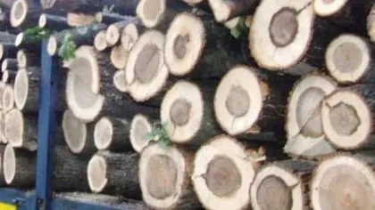 Un copil de 9 ani din Vâlcea a murit strivit de lemne, sub ochii tatălui