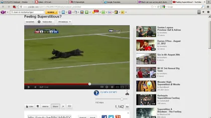 Vizită cu ghinion. Pisica neagră a prevestit dezastrul pentru FC Toronto VIDEO