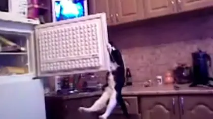 Pofta e prea mare: Cum deschide pisica-ninja frigiderul VIDEO