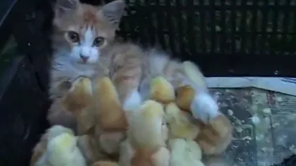O pisicuţă, asaltată de mulţi pui de găină drăgăstoşi VIDEO
