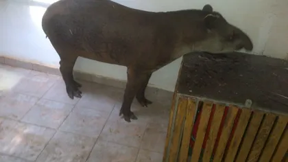 Singurul tapir din România poate fi văzut, începând de joi, la Zoo Timişoara