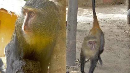 O nouă specie de maimuţă, descoperită în Africa FOTO