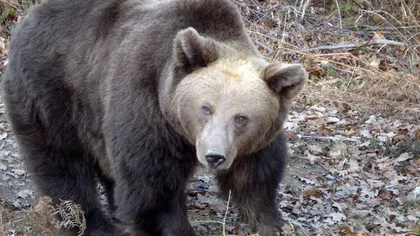 Urşi bruni din România au fost transportaţi în Bulgaria în timpul comunismului, confirmă studiile