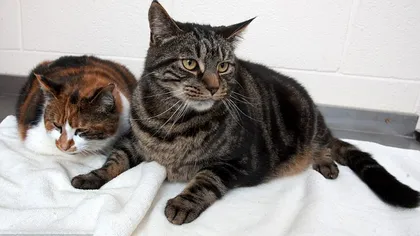 Două pisici obeze au supravieţuit o lună fără mâncare şi tot sunt grase FOTO