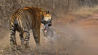 O tigroaică furioasă bate un mascul care i-a furat prada FOTO