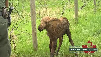 Moment emoţionant: Un pui de elan eliberat din sârma ghimpată fuge la mama lui VIDEO