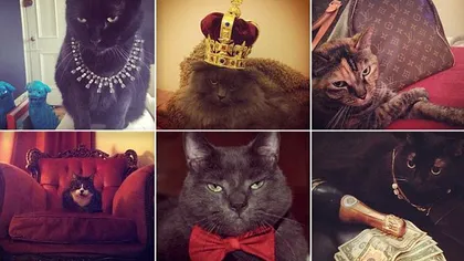 Pisicile bogate de pe Instagram: Cele mai celebre feline care trăiesc în puf FOTO
