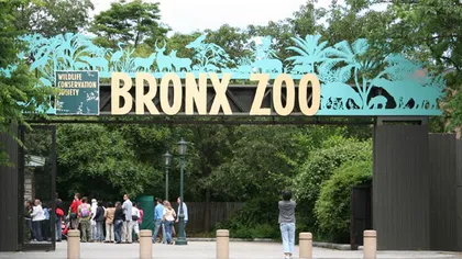 Un bărbat s-a aruncat în cuşca unui tigru de la Zoo Bronx