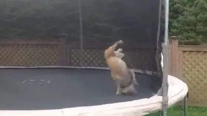 Cum sare un câine nebunatic pe trambulină VIDEO