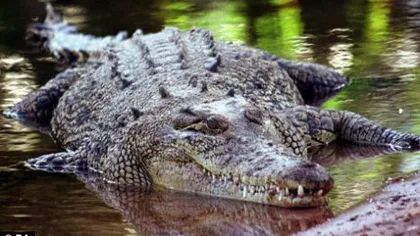 GEST ŞOCANT: O thailandeză s-a oferit ca hrană pentru crocodili