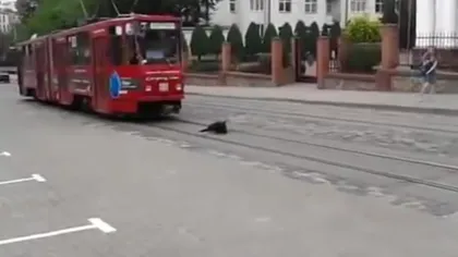 Un câine încăpăţânat blochează tramvaiul VIDEO