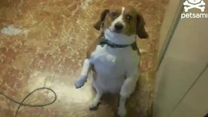 Un căţel adoră să fie aspirat de stăpânul său VIDEO