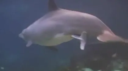Moment MAGIC: Un pui de delfin s-a născut în captivitate, în Hawaii VIDEO