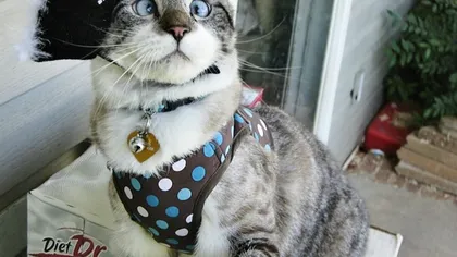 Noua pisică favorită a internetului: Spangles, motanul cu ochii saşii VIDEO şi FOTO