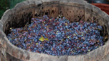 Efectele secetei: vinul românesc va fi mai aromat, dar mai scump
