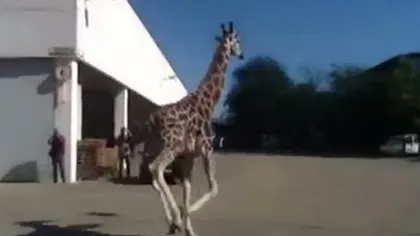 Girafă scăpată de la circ, omorâtă în Italia VIDEO