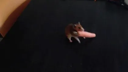 Un hamster pofticios se luptă cu un morcov mai mare decât el VIDEO