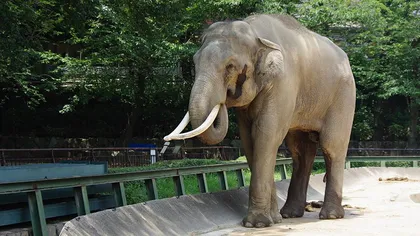 Singurul elefant indian din România, adus la Grădina Zoologică din Târgu Mureş