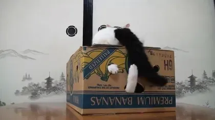 Coada unei pisici, jucăria altei feline VIDEO