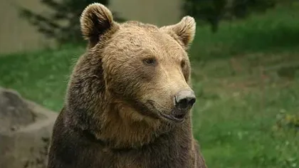 Carantină în Argeş: Unul din cei doi urşi împuşcaţi vineri era turbat