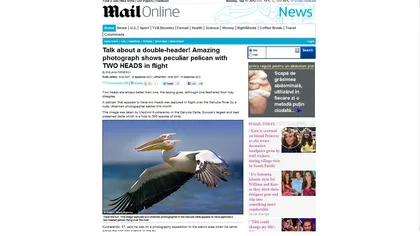 Photoshop sau ciudăţenie a naturii? Un pelican cu DOUĂ CAPETE, fotografiat în Delta Dunării