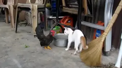 Meci de box între un cocoş şi o pisică. Vezi cine a câştigat VIDEO
