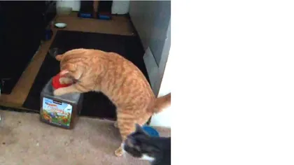 Cum reuşeşte o pisică să deschidă borcanul cu bobiţe VIDEO