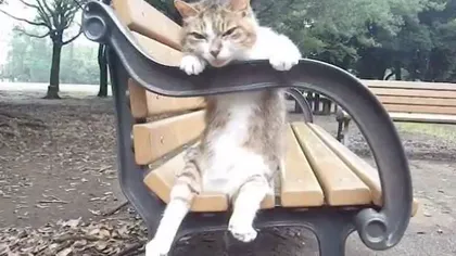 Pisica relaxată inspiră lumea: O nouă felină, surprinsă într-o ipostază nostimă VIDEO