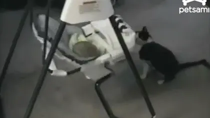 O pisică leagănă un bebeluş VIDEO