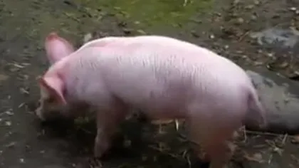 EROUL din rândul animalelor: Un purceluş salvează o capră de la înec VIDEO
