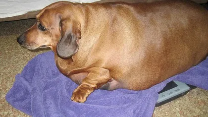 Cel mai gras teckel din lume? Câinele cântăreşte de 35 de kilograme FOTO
