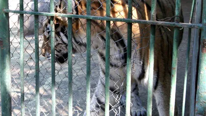 Un bărbat, SFÂŞIAT de tigru la Grădina Zoologică din Braşov