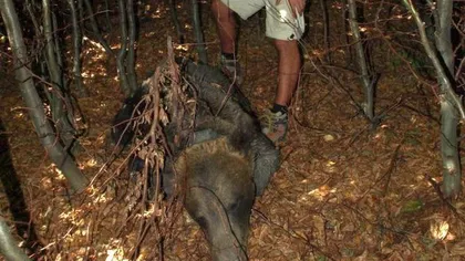 Primul urs monitorizat prin GPS de WWF în Maramureş a fost ucis de braconieri