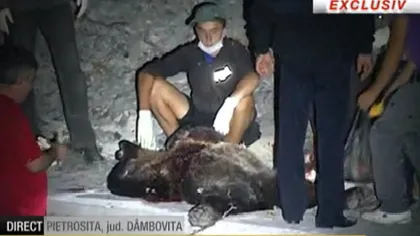 Ursul împuşcat în judeţul Dâmboviţa era bolnav de rabie