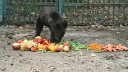 Lecţie de viaţă de la un ursuleţ cu trei picioare FOTO-VIDEO