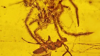 Momentul în care un păianjen preistoric atacă prada, imortalizat în chihlimbar FOTO