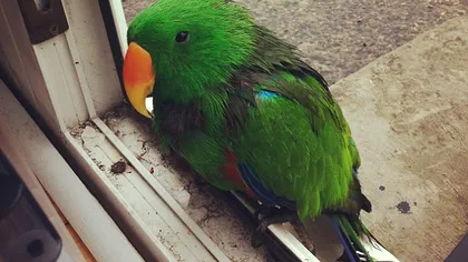 Un papagal pierdut a bătut la uşa unei case, pentru a fi ajutat FOTO