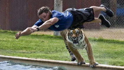 Curaj sau nebunie? Un îngrijitor de la zoo s-a aruncat în piscină, împreună cu un tigru VIDEO